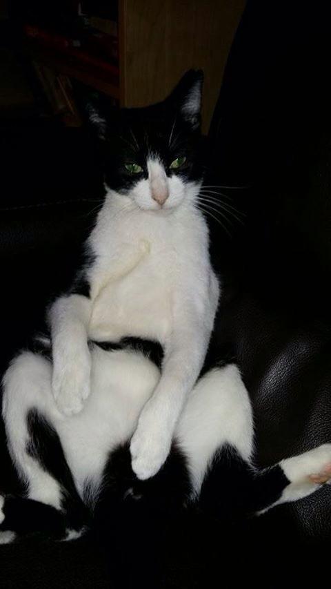 royisacat's tweet photo. Just chillin' on my sofa, watching my TV. #youwotm8 http://t.co/4NGfeSnuog