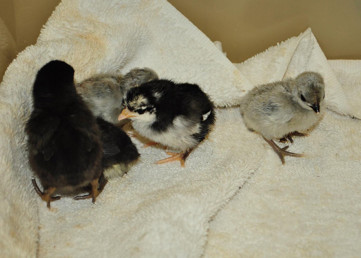 We hatched baby chicks in our classroom this week.  We have five adorable chicks now!  It is fun to hold them!