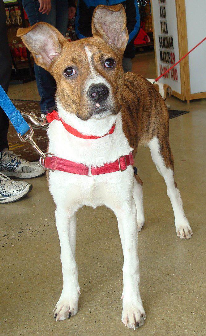 TheJeffersonDC's tweet photo. Read about Monti's new friend Pippa and our friends at @PAWRescue on today's #blog!
http://t.co/Imxb8o5zua http://t.co/W3ceq7Zecw