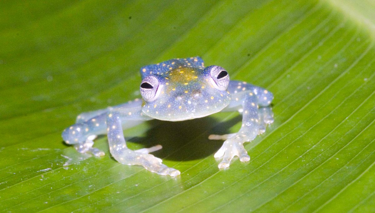 Diego F. Cisneros-Heredia on Twitter: "#FrogFriday: Meet the Blue #Glassfrog  (#Ecuador #Colombia https://t.co/i06NEO1RdZ) #frogs @amphibiansorg  @AmphibiaWeb http://t.co/2Inyhs2Y59" / Twitter