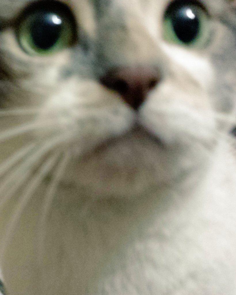 petebelfry's tweet image. #o2happycat