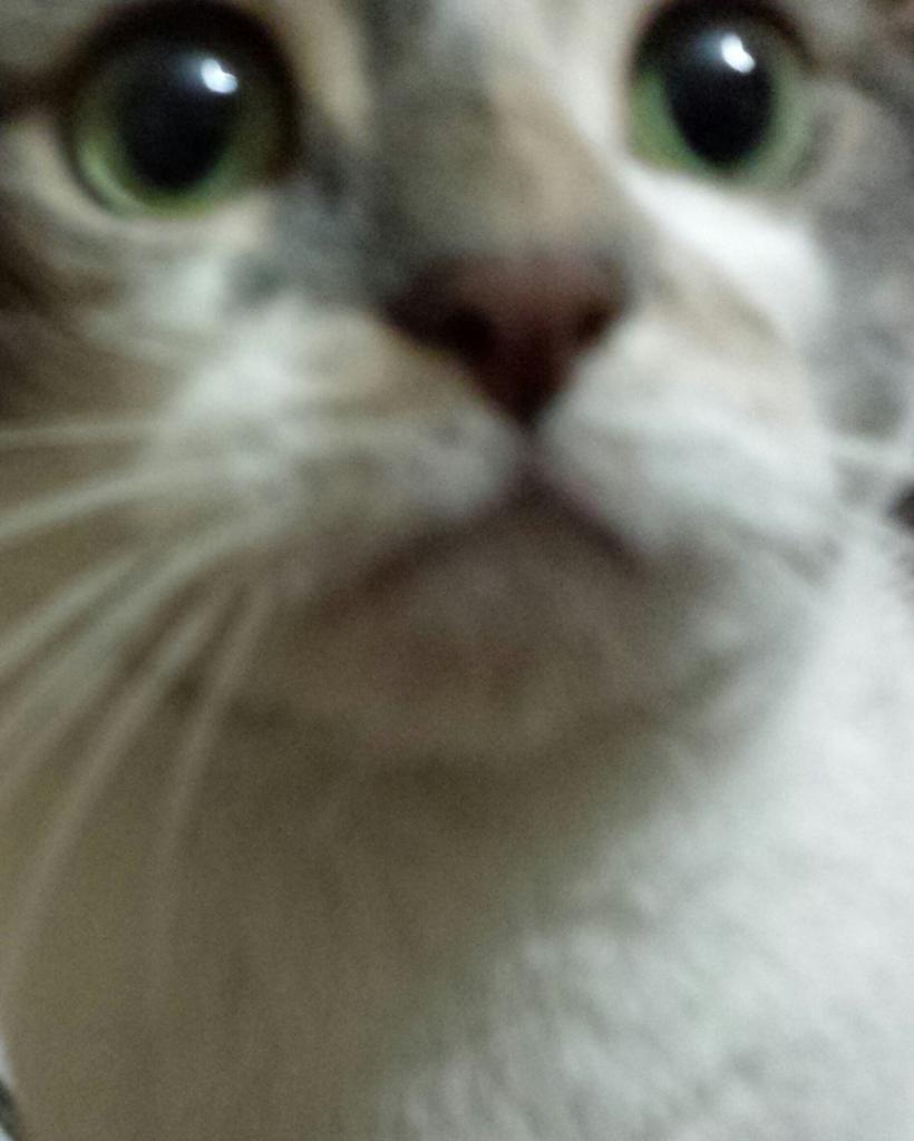 petebelfry's tweet image. #o2happycat