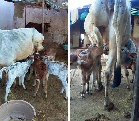 radheyvarma's tweet image. शायद इसीलिए गाय को माँ माना जाता है,
तीन पैरों के होने के बावजूद ना जाने कितने अनाथ बच्चों का पेट भर रही है ये गौमाता