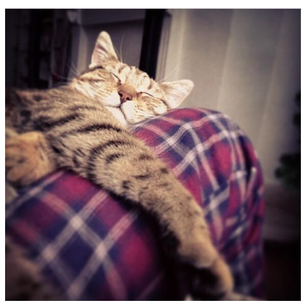 mrcgambino's tweet image. Say hello to Marley 😽  #O2HappyCat @O2