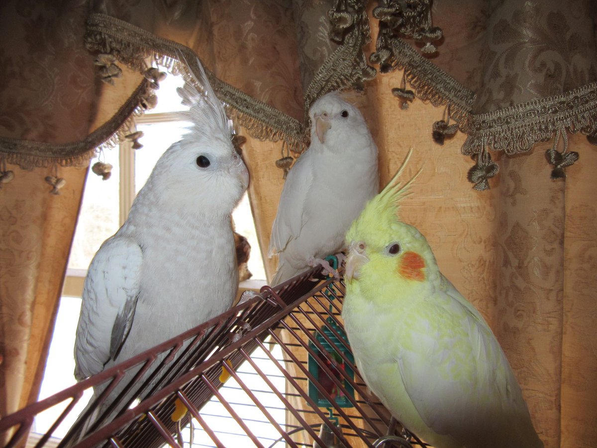 Cockatiel5's tweet photo. Family time !

#cockatiellovers #playtime #fun http://t.co/IjCe6jpQke