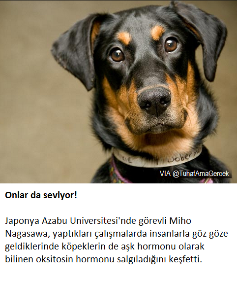 TuhafAmaGercek's tweet photo. Köpek sahiplerine; O da seviyor! http://t.co/AsNcznBE6P