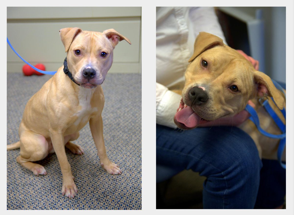 Animal_HumaneMN's tweet image. Heart has stolen our hearts! She's active, loving &amp;amp; eager to please. ahs.mn/1ONIF5L #ForgetMeNotFriday