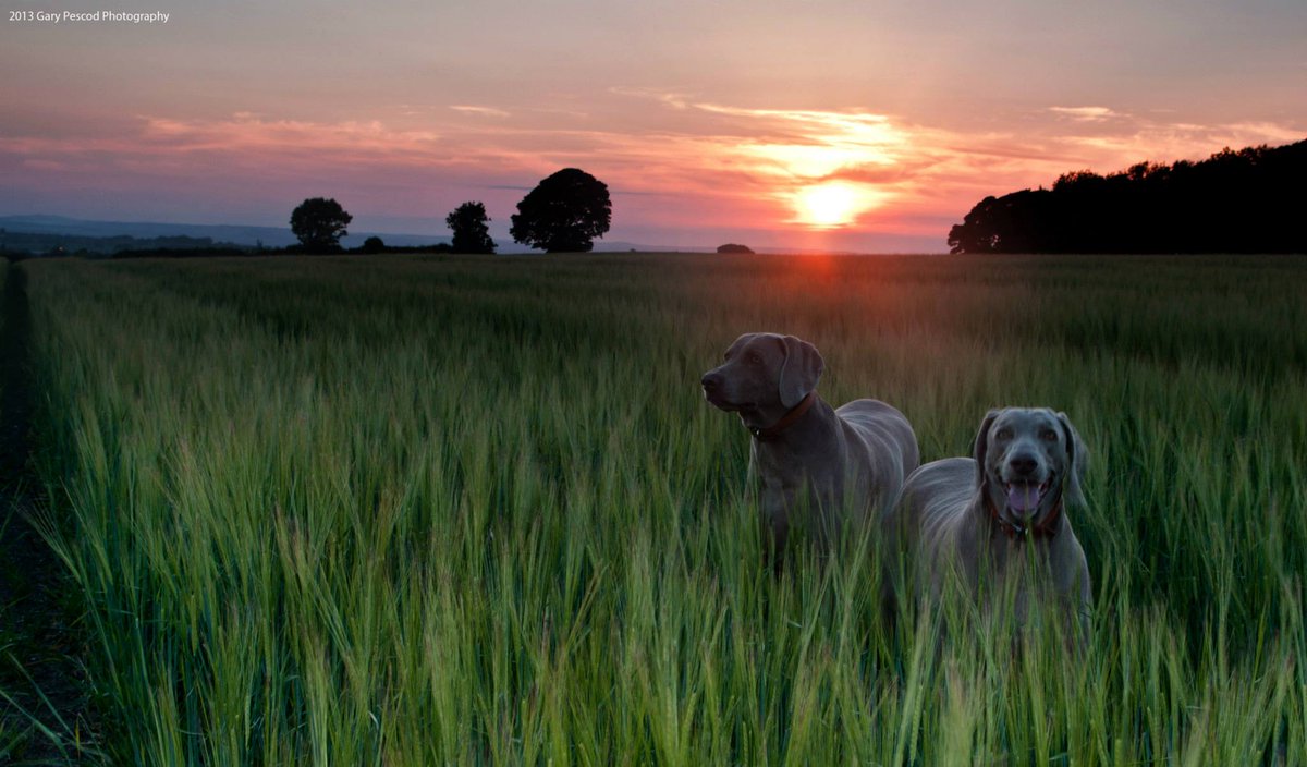 CAupdates's tweet photo. Lola &amp; Wilson are pretty sure we've done enough for the week... Team CA is now off to the pub. Good weekend all. http://t.co/5eF8pjvUNj