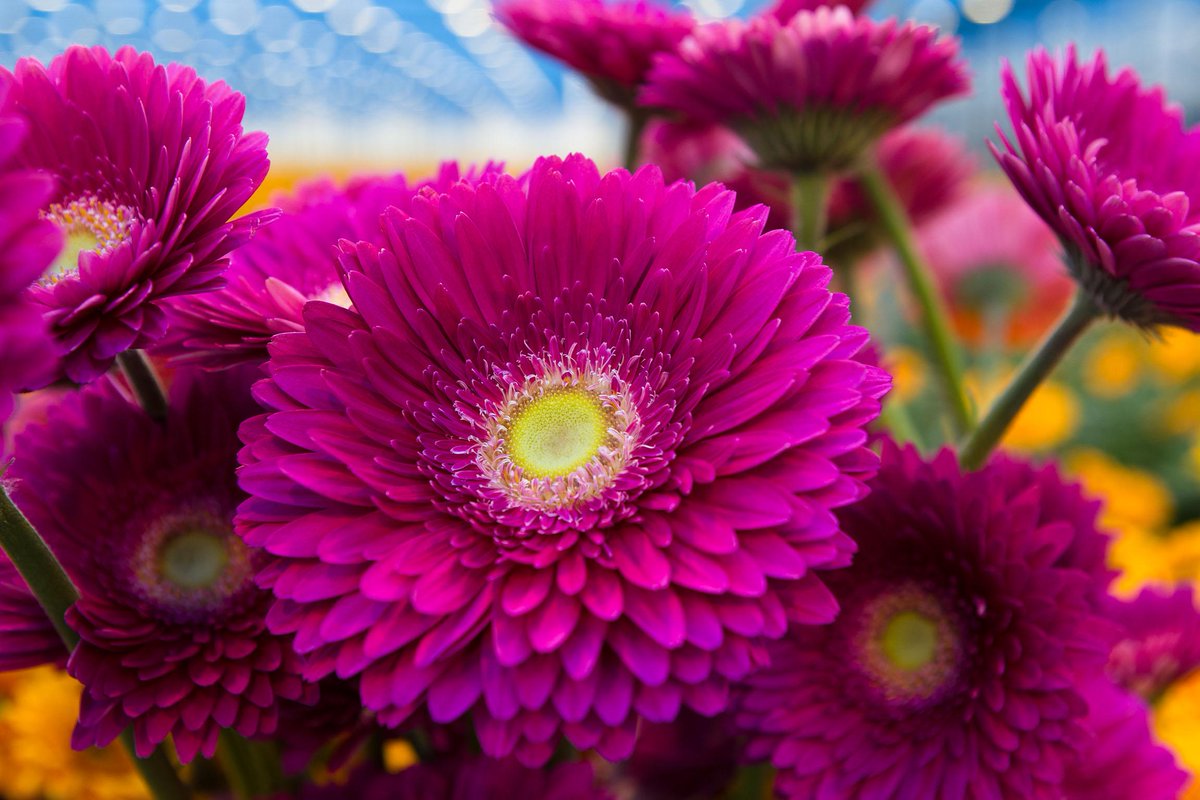 CeesMom1's tweet photo. Een #gerbera is zoals een bloem moet zijn. Een schitterende creatie van moeder Natuur. RT als jij dat ook zo vindt! http://t.co/PYnzcC9pv3