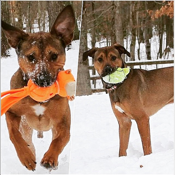 BarkBuddy's tweet photo. "Any dog under 50lbs is a cat and cats are useless"@RonSwanson would LUV Gunner http://t.co/FAGM8RIbOO #adoptdontshop http://t.co/CcF95w9OEY