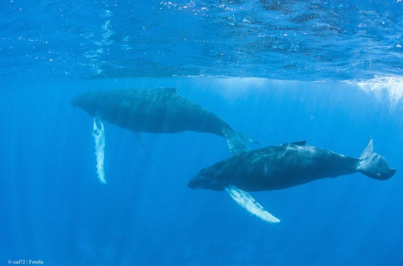 PrincetonWater's tweet photo. What can we learn from 40-million-year-old family tree of Earth's largest creature? http://t.co/KG6GJUGdZn http://t.co/ye5w4ia6PC