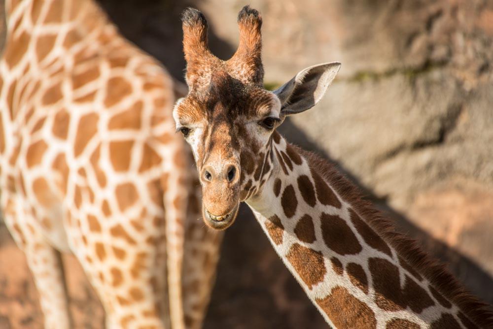 OregonZoo's tweet image. How we felt when we heard this weekend's forecast.
oregonzoo.org/visit
#PDX