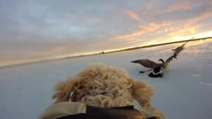 HPHCDR's tweet image. @sbentley105 @wildpursuits @LTD_Outdoors @boondock_gear @FowlLuck