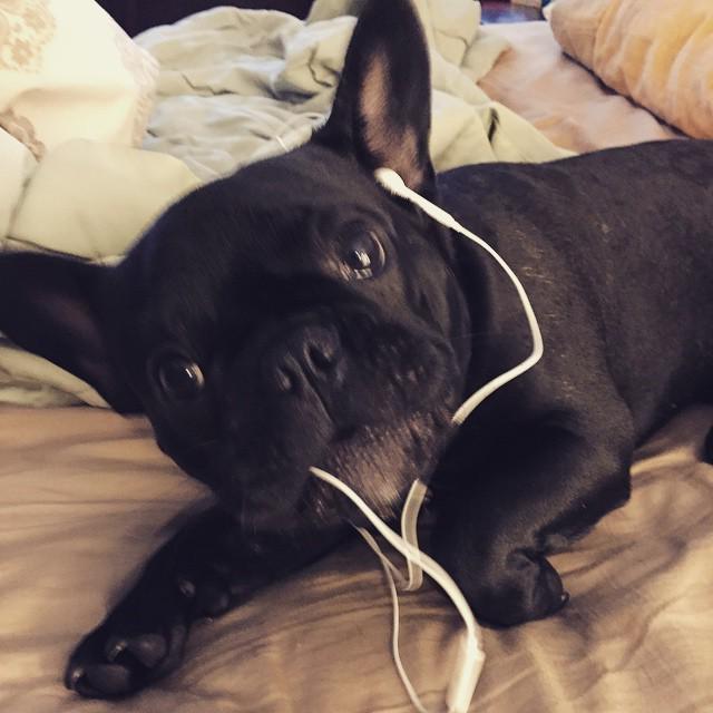 dillonthadude's tweet photo. I can't decide between this podcast or chewing on the headphones... #loveandradio #instafr… http://t.co/d6QfUXboED http://t.co/f7zBwVoOxi