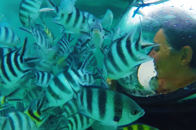 BitacorasTS's tweet image. Walking under the sea looks so fun.  bit.ly/1G1lrFi #MKAmbassadors