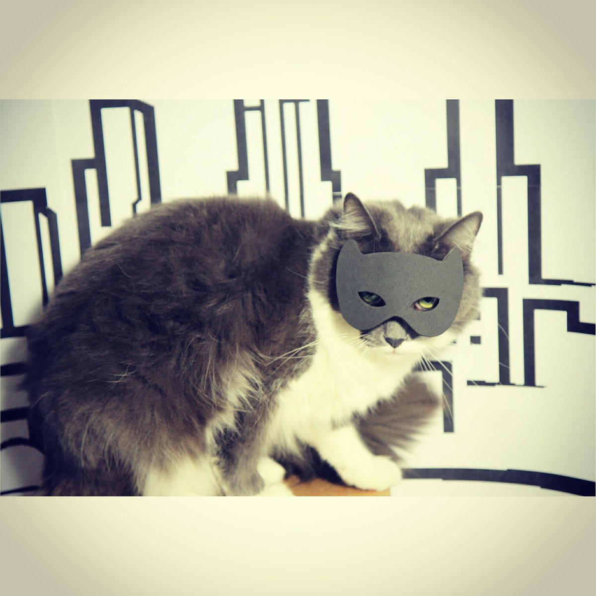 Adorable_Ind's tweet photo. There's a new villain in town! #adorableindustries #BatmanDay #supervillain #dogsbeware #catwoman #catburglar #evil http://t.co/5ZlMXsVz6e
