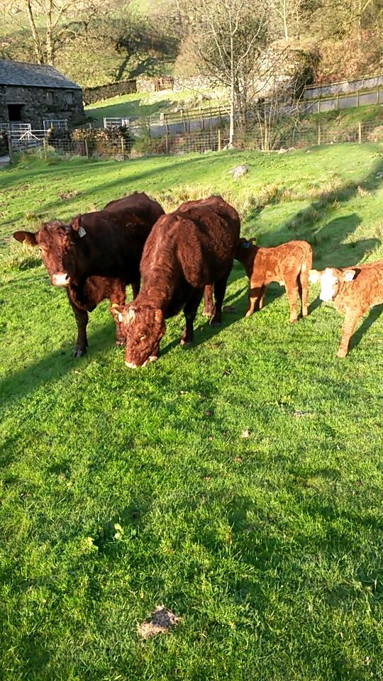 First of the Salers have calved #calving15 <a href="/SalersCattle/">Salers Cattle UK (Breed Society)</a>