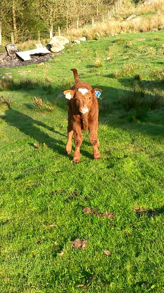 teb_79's tweet photo. First of the Salers have calved #calving15 @SalersCattle http://t.co/ZIIoaulwRW