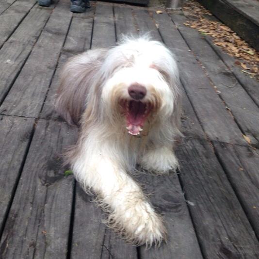 mirandayoung09's tweet photo. OMG! It's #NationalPurebredDogDay! #PurebredDogs http://t.co/cN50Ji85k3