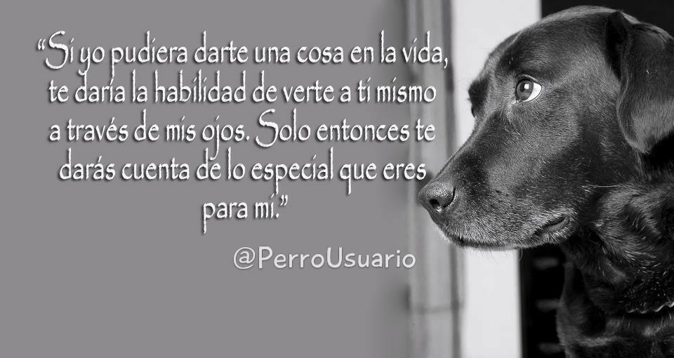 PerroUsuario Wof '•' tweet media