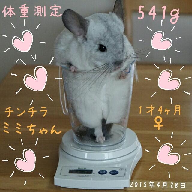ミミちゃんのお気に入り写真 #チンチラ