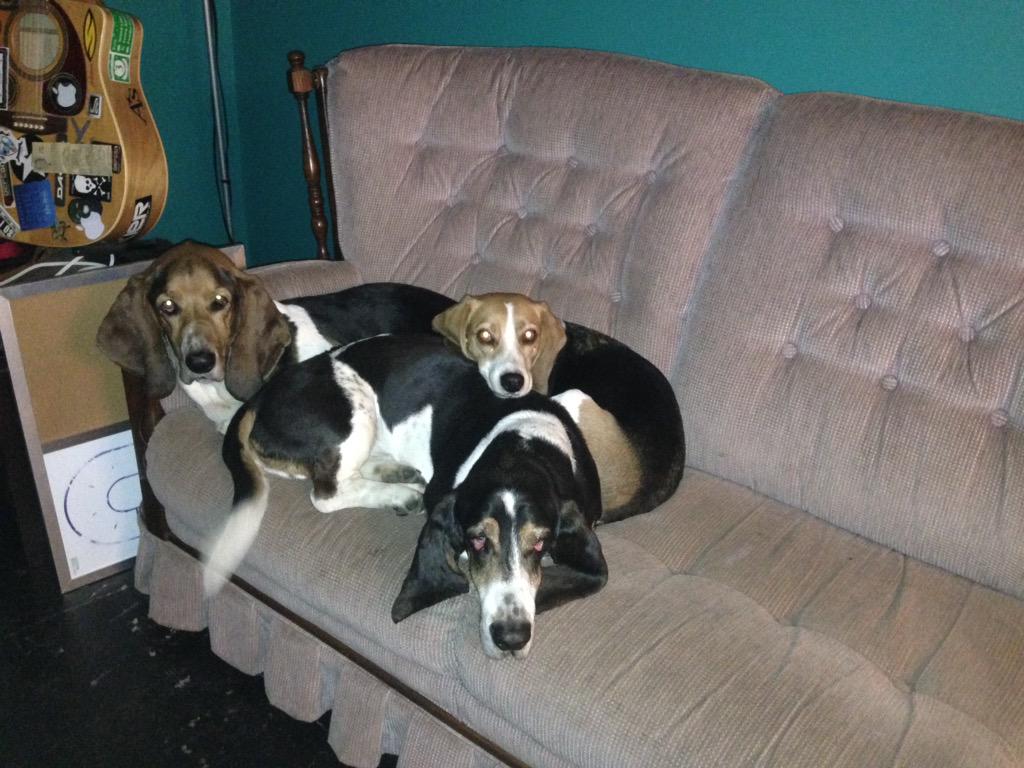 BassetHounds_'s tweet photo. “@JennaJammerson:Actual dog pile on the couch! Watching VRDL V TEXAS, cheering for the Aussies! #bigOdogs #bassets http://t.co/9m8AJWrREh” 😁