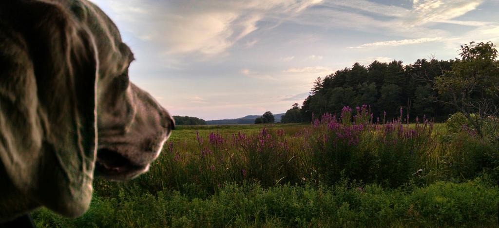 nyshcorg tweet picture