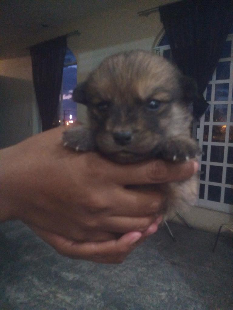 monikyHyunbin's tweet photo. Miren k desgraciados dejaron abandonado a esta perrita afuera de mi casa la nombre cubanita jejeje😆 http://t.co/x3lzmQPK8i