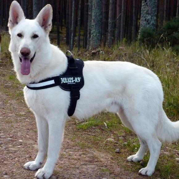 JuliusK9UK's tweet photo. Dogs are wonderful pets for the man. 
http://t.co/nZbv9ymExp http://t.co/HMYQYpQkAR
