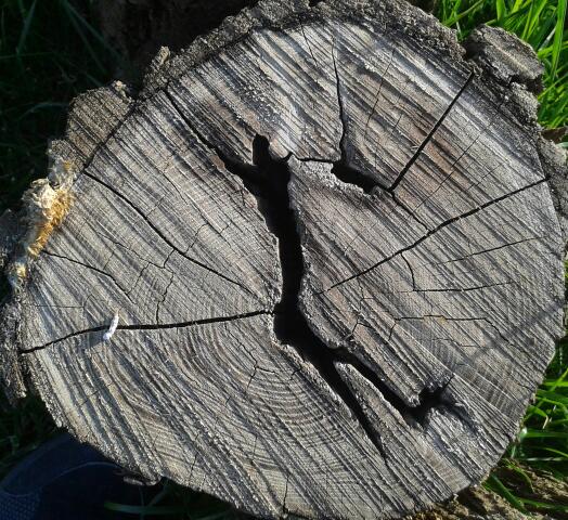 ElfishBeauty's tweet photo. That's the evidence that even the trees like to dance <3 http://t.co/cUQITLtR4r