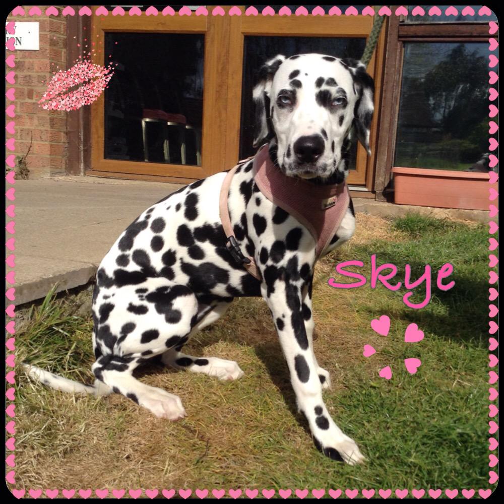 HandRvets's tweet photo. Meet spotty Skye who is being spayed today such a beauty! #Vets #dog http://t.co/jt3sQ15fVt