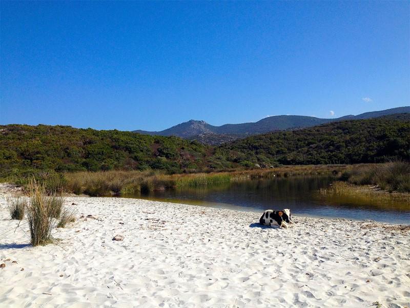 otilerousse's tweet photo. N'oubliez pas vos serviettes #pauseplage #SoMeRocontest #ostriconi #corsicanbeach http://t.co/vDvm2SQuqp