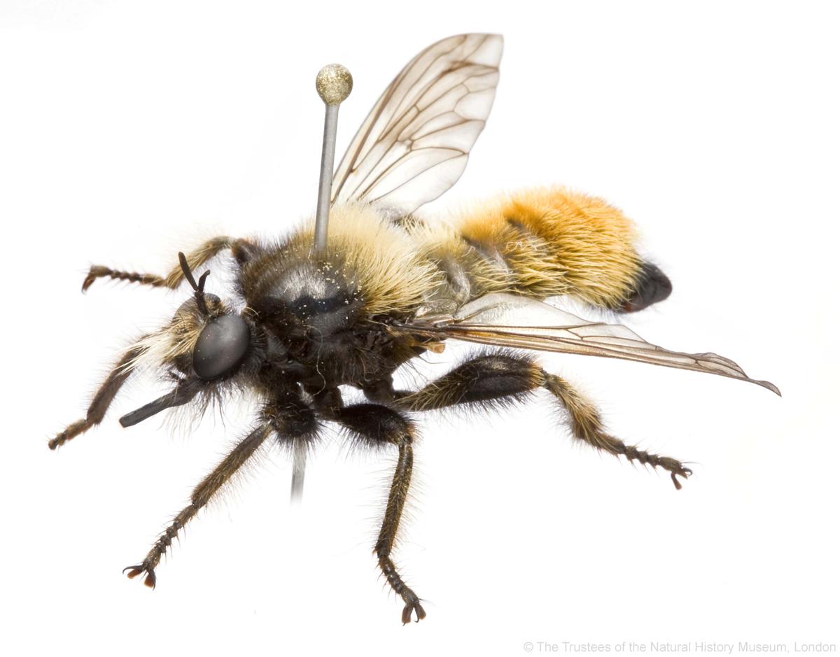 NHM_London's tweet photo. For #WorldRobberFlyDay, @flygirlNHM reveals everything you ever wanted to know about Asilidae: http://t.co/2rmrkLoPmf http://t.co/tCOsKPzoT5