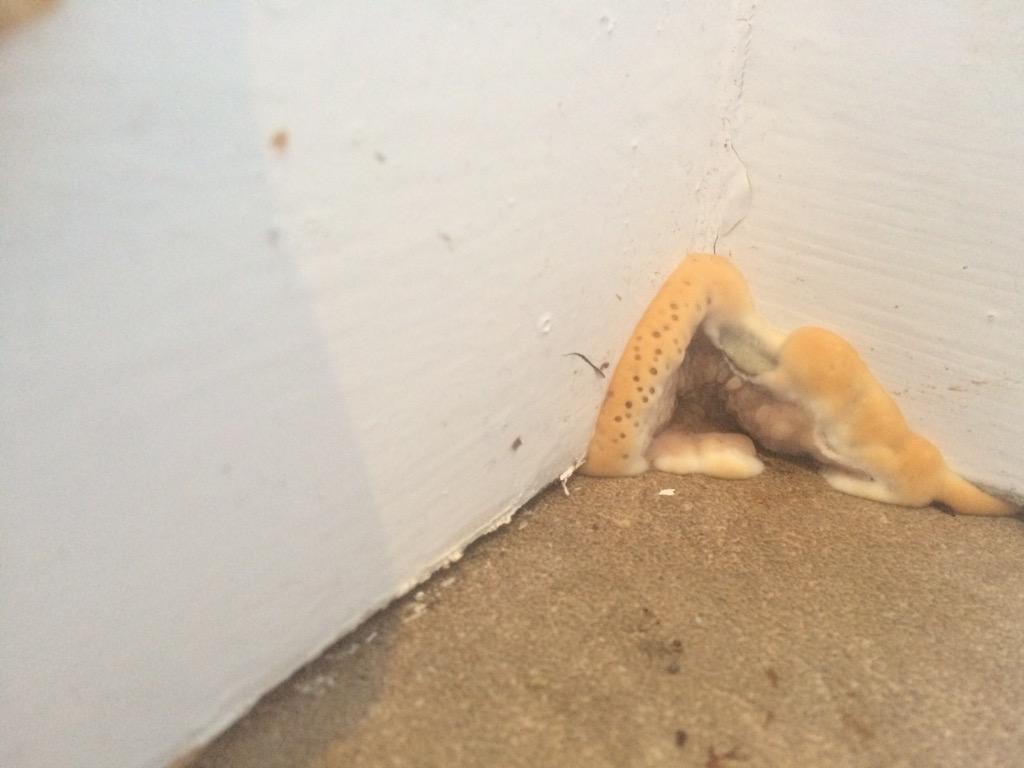 lukethedampguy's tweet photo. No membrane on screed + chipboard then tiles!!! = dry rot! Look at this cowboy! #cowboybuilders poor people! http://t.co/17rAsd6REn