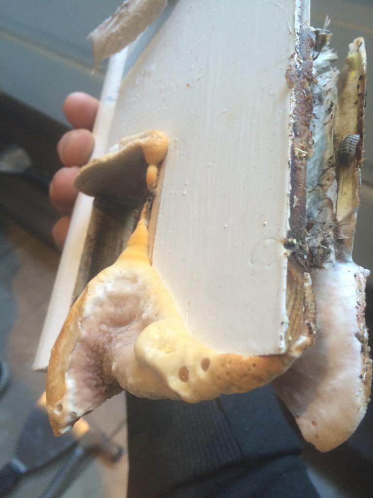 lukethedampguy's tweet photo. No membrane on screed + chipboard then tiles!!! = dry rot! Look at this cowboy! #cowboybuilders poor people! http://t.co/17rAsd6REn