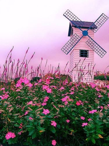 manzaradunyasi's tweet photo. Pembe çiçekler :))) http://t.co/BlvKRS1Wkc