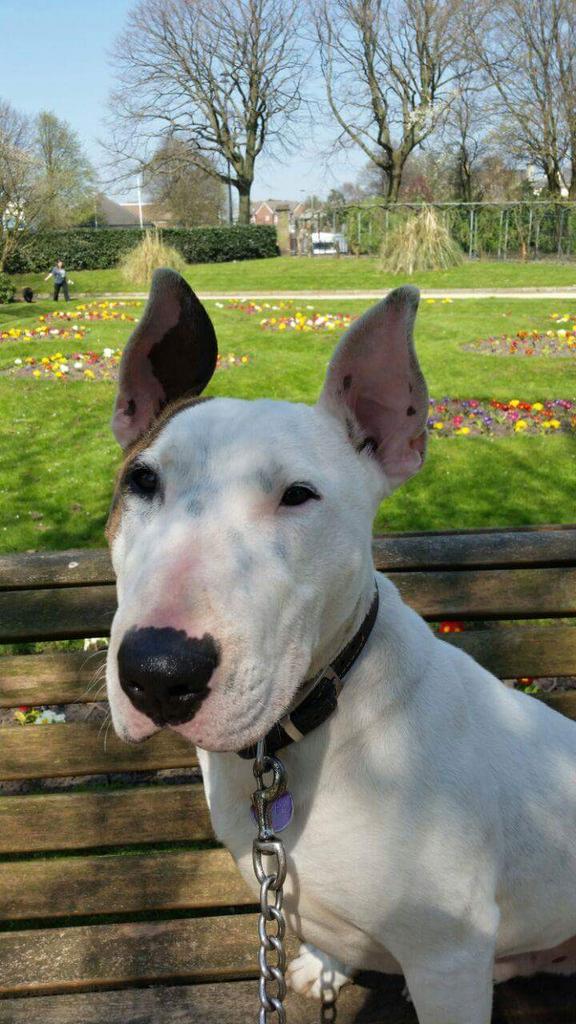 Nightowl400's tweet image. #patchplease Yes please choose Patch today!! He's stunning! In rescue in Liverpool,all info at findingfureverhomes.org.uk