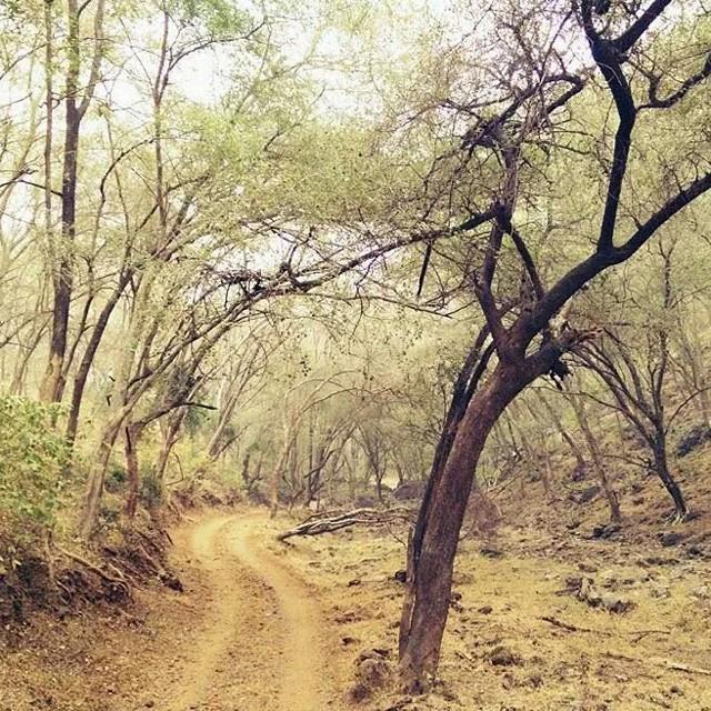 spacewardrat's tweet image. The #hauntinglybeautiful #jungles of #sariska #tiger reserve,#alwar, #Rajasthan #india #in… ift.tt/1dvHLh9