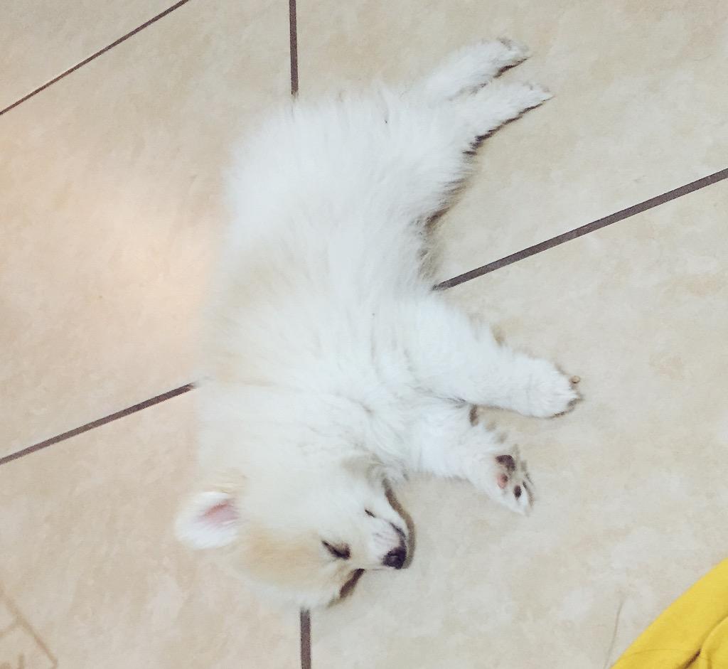 What Breed Is Sssniperwolfs Dogs