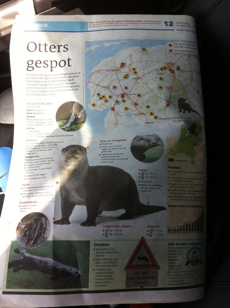 IUCNNL's tweet photo. RT @TomRustebiel: Oprukkende otter laat zien dat natuurverbindingen werken #dvhn http://t.co/h08509J0pL #OtterChallenge