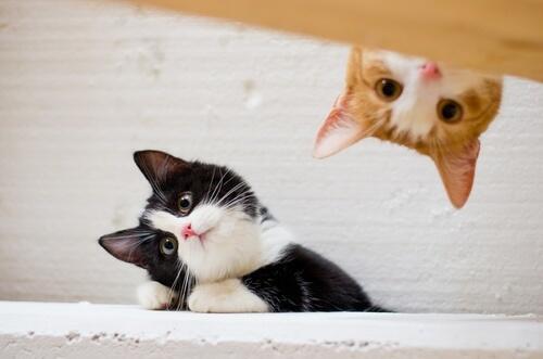 CuteAnimalsBaby's tweet image. black/white cat and orange cat. they're best friends.
