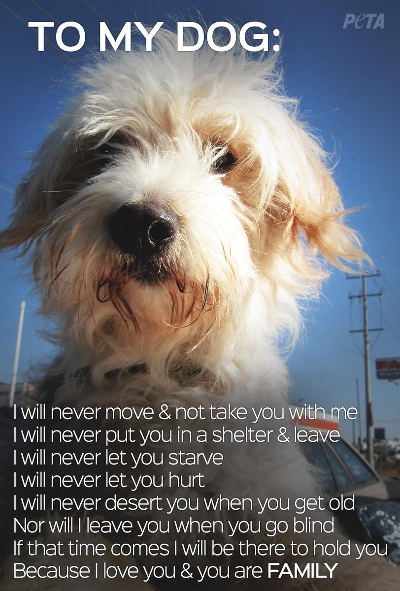 peta's tweet photo. RT if your dog is family! ❤️ http://t.co/KLhSkMwHcq