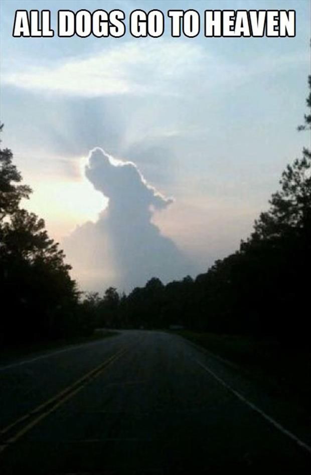 petchrUK's tweet photo. They never leave us.  #dogs #alwaysthere http://t.co/9NDyDU288N
