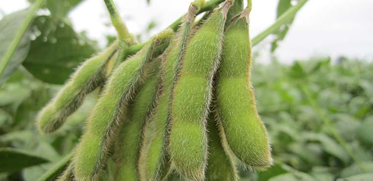 United Soybean Board tweet media