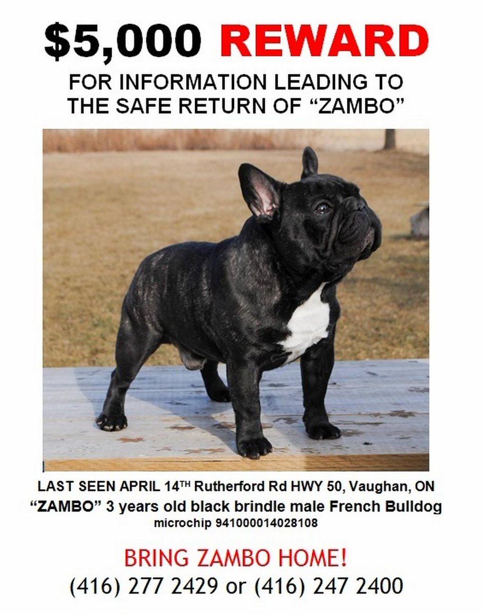 brindle male french bulldog