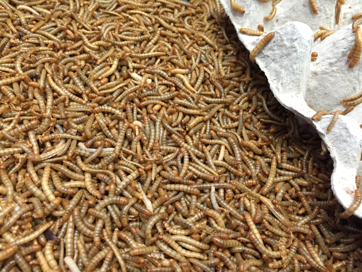 DiminiCricket's tweet photo. @DiminiCricket #Mealworms in an urge to grow and be ready-to-cook !  #Entomophagie #EdibleInsects @AnaCDay @BugVivant http://t.co/ritMgX06DR