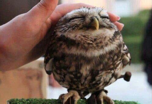 CuteAnimalsBaby's tweet image. an owl that loves being pet ^