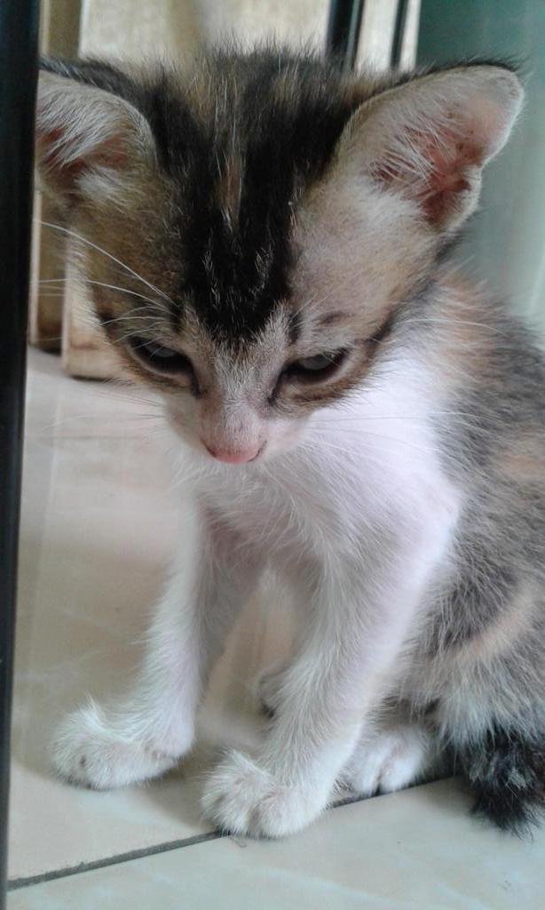 Gizmo akuh udah sgede ini sekarang!^_^