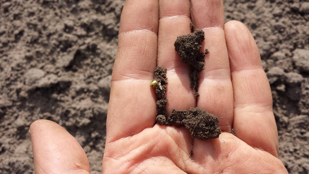 Ieder jaar weer spannend, de eerste aspergezaden zijn gekiemd.