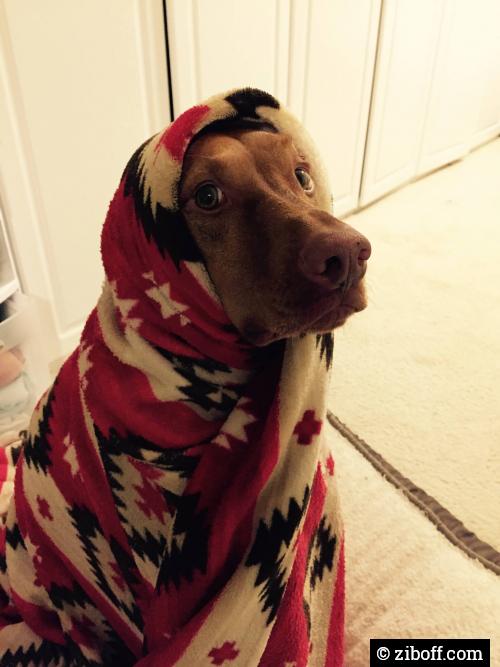 He said he was cold...
ziboff.com/story/2476/he-…
#funny #zib #ziboff